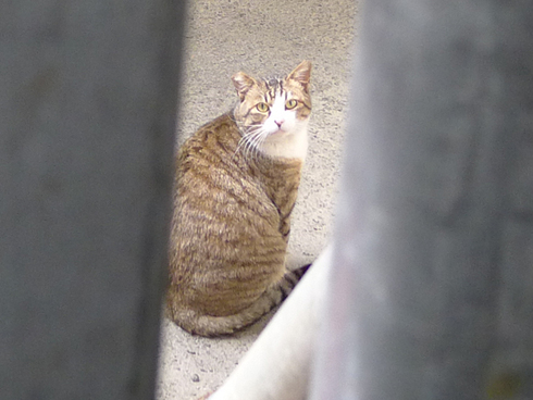 神田の看板ネコ、タマのご近所パトロールを追跡すると……！