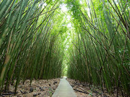 竹林ハイキングにハワイ産ワイン? <br />従来のイメージを覆すマウイ島の旅へ