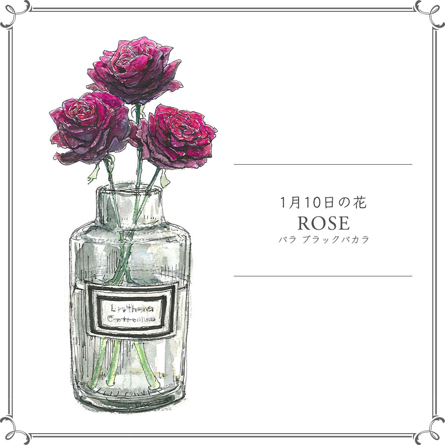 1月10日の花 ブラックバカラ 限りなく 黒 に近い色の大人なバラ 今日 花を飾るなら ブルームカレンダー
