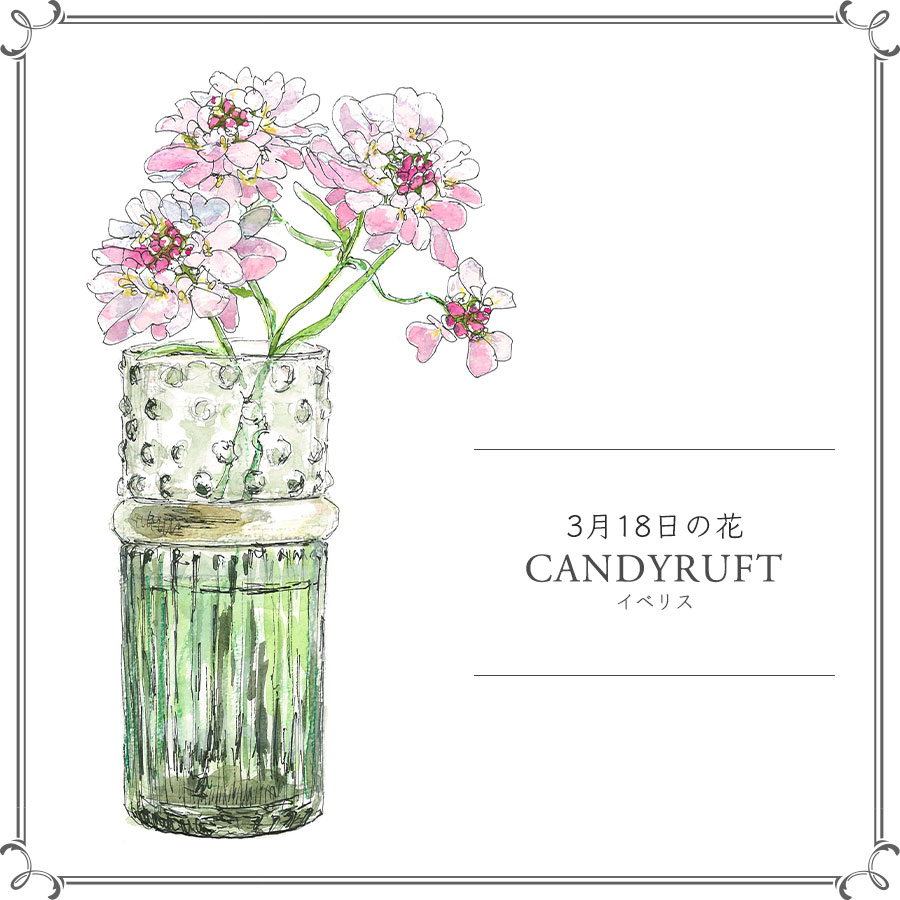 3月18日の花 イベリス かしげるような姿が愛らしい Crea Web フラワーデザイナーの佐藤俊輔さんが一日 ｄメニューニュース Nttドコモ