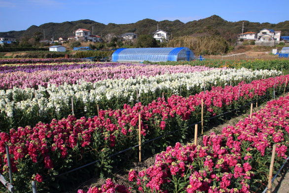 春を追いかけて南房総へ花を摘み花を食べる花づくしの旅 トラベルライターの旅のデジカメ虫干しノート