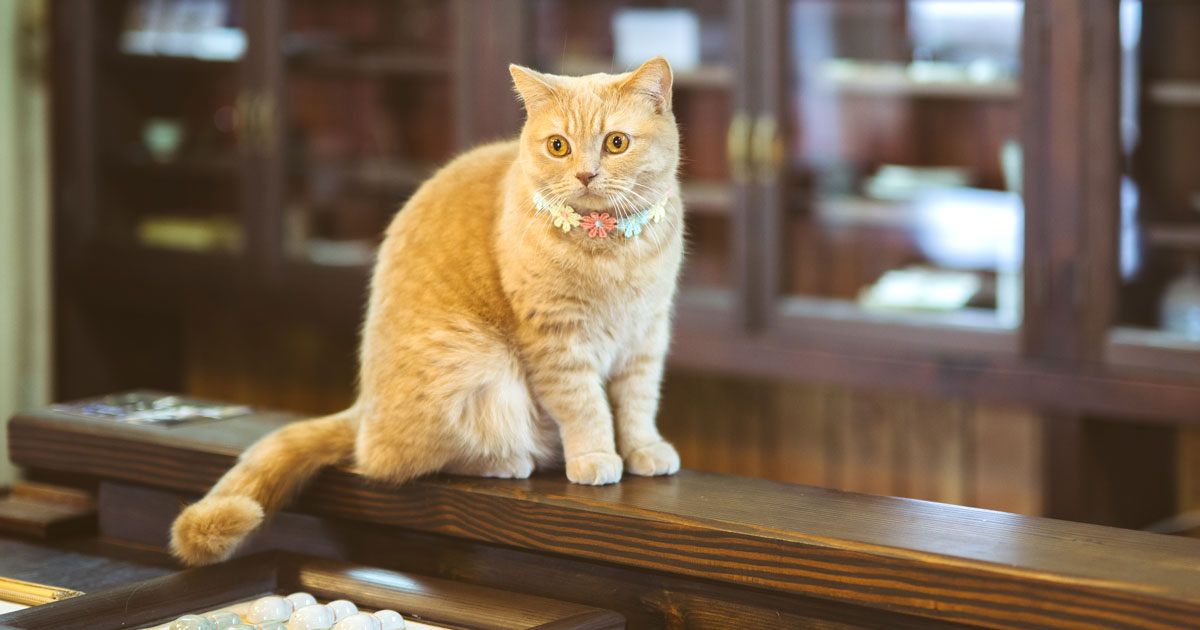 佐賀県におでかけ】ハズレなしの“猫陶器ガチャ”が大人気！ 難病の愛猫