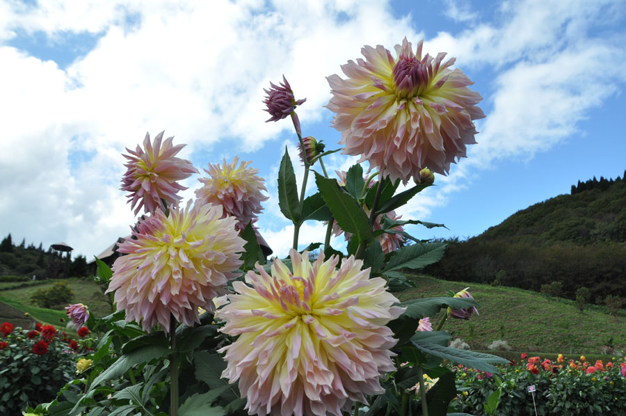 秋田国際ダリア園 日本のみならず世界でも高く評価 美しきダリアの花畑に行ってきた 写真 28枚目