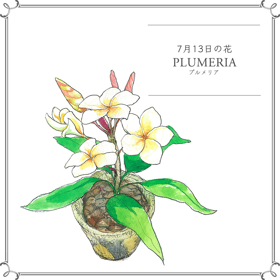 7月13日の花 神聖な花プルメリア 南国へ誘う甘い香り 花言葉 美 今日 花を飾るなら ブルームカレンダー