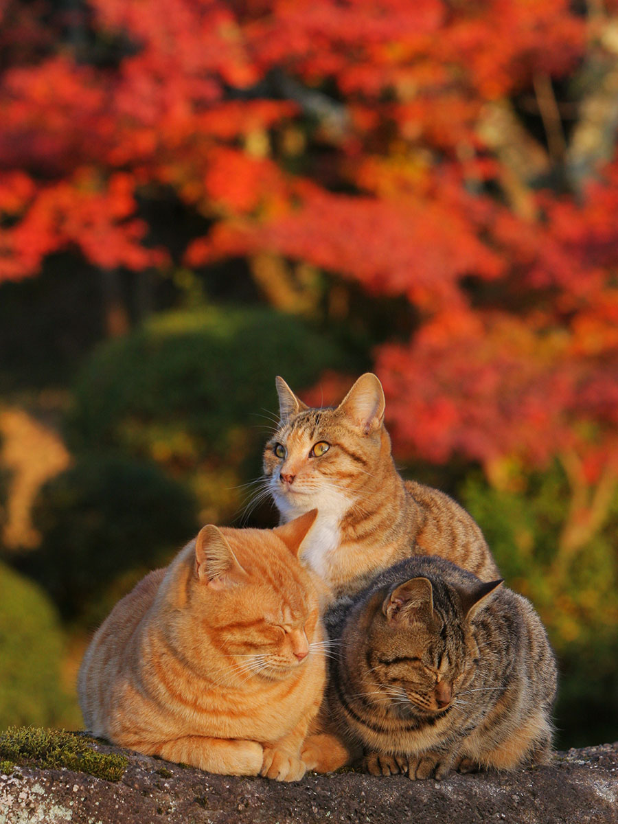 野良猫3匹が過ぎ行く秋を満喫 紅葉がきれいなのニャ 佐々木まことの犬猫脱力写真館