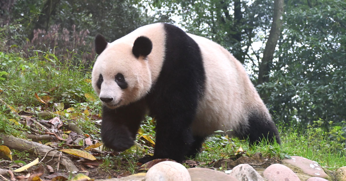 雅安基地 里帰りバッジ シャンシャン シャオシャオ レイレイ 上野動物園 パンダ img_0cfce97f920851d6abd67fbca0