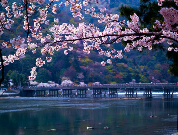 橋から 川面から 丘の上から 歩くにつれ様々な表情が楽しめる嵐山の桜