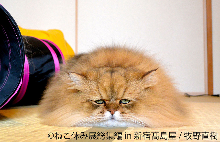 かわいすぎる猫の写真やグッズが集結 新宿高島屋 ねこ休み展