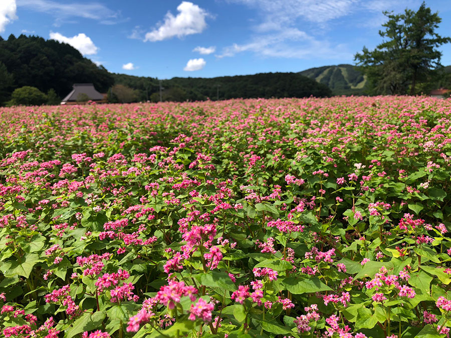 広島県 秋の絶景 風物詩5選 のどかな景色をルビー色に彩るそばの花 いつか行きたい 日本にしかない風景 再発見 写真 1枚目