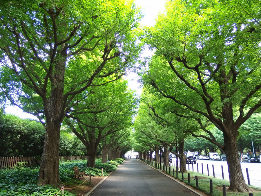 2ページ目 東京都 春の絶景 風物詩5選 暗闇で圧倒的存在感を放つしだれ桜 いつか行きたい 日本にしかない風景 再発見