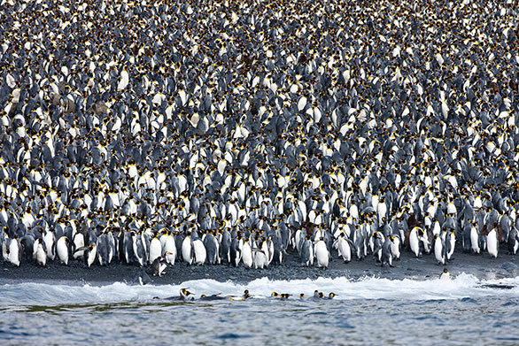 絶海の孤島を文字通り埋め尽くす 85万羽ものペンギンの大群 今日の絶景