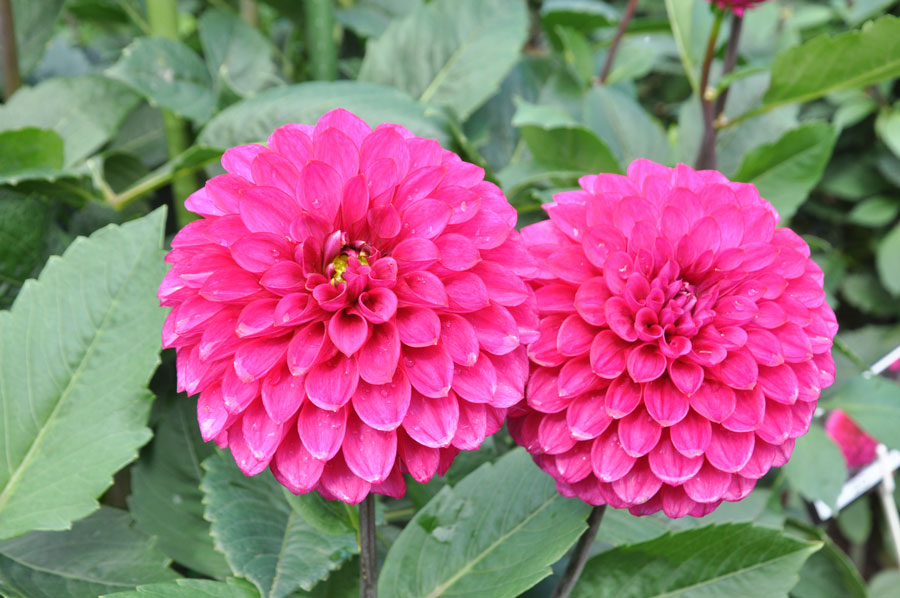 秋田国際ダリア園 日本のみならず世界でも高く評価 美しきダリアの花畑に行ってきた 写真 36枚目