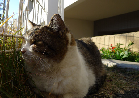 ほかほかメンチカツを手ににゃんこ天国・谷中を行く  梅津有希子の 