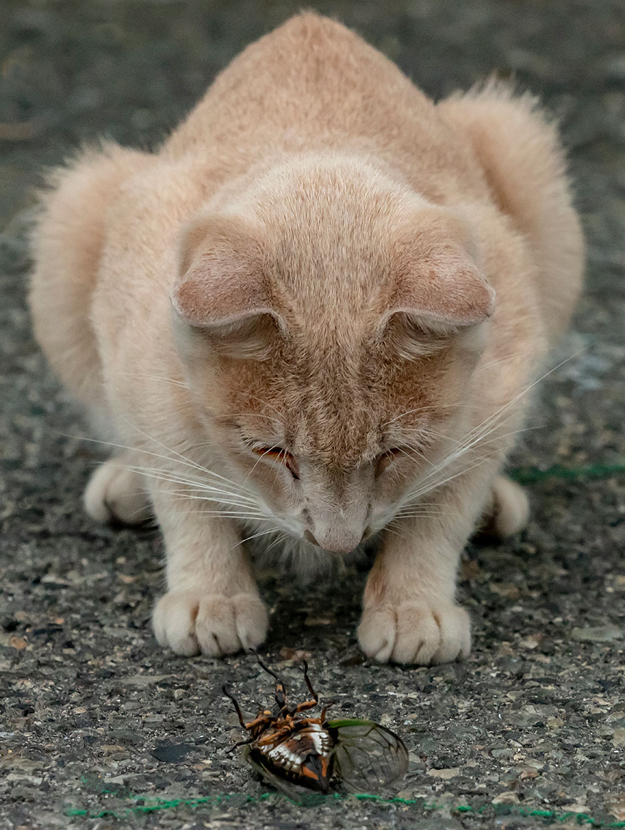 野良にゃんこも夏の自由研究中? 観察後のセミはどうしようかニャ