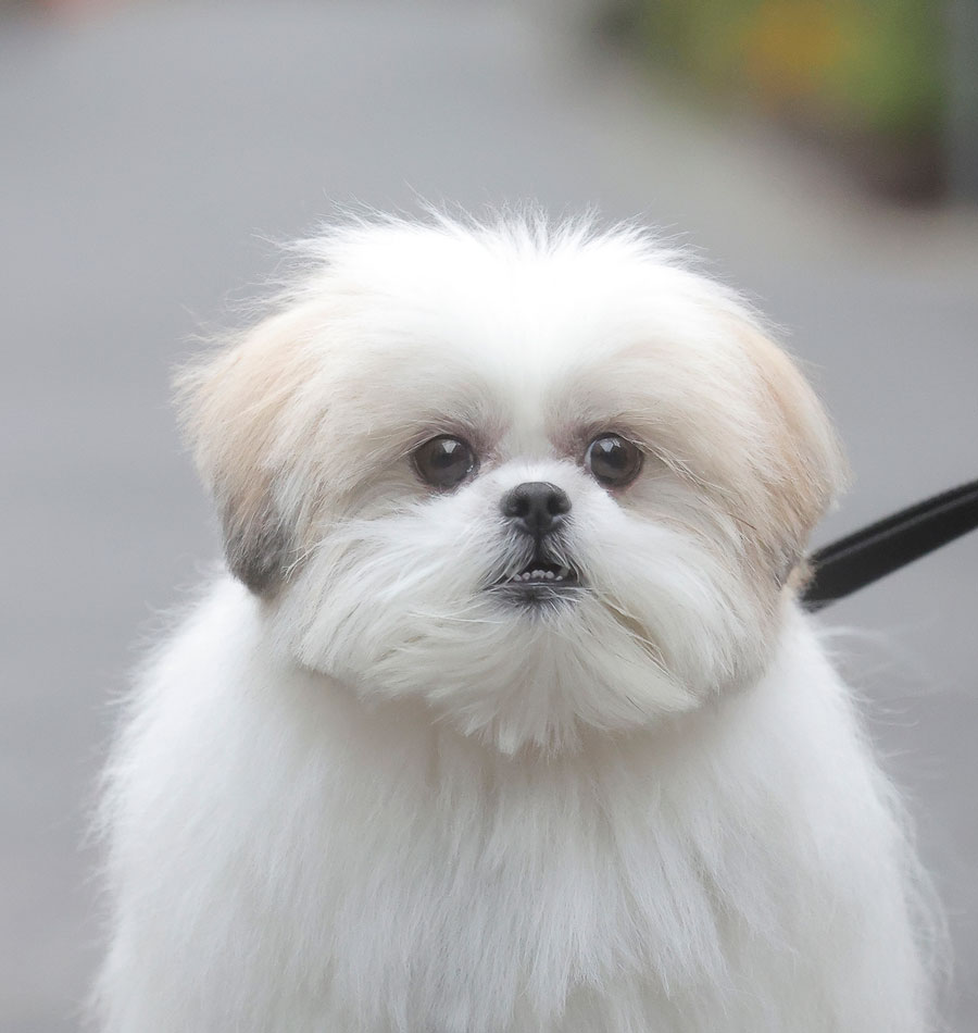 Instagramで大人気 関 由香 おもしろ犬モコゾウの写真展開催