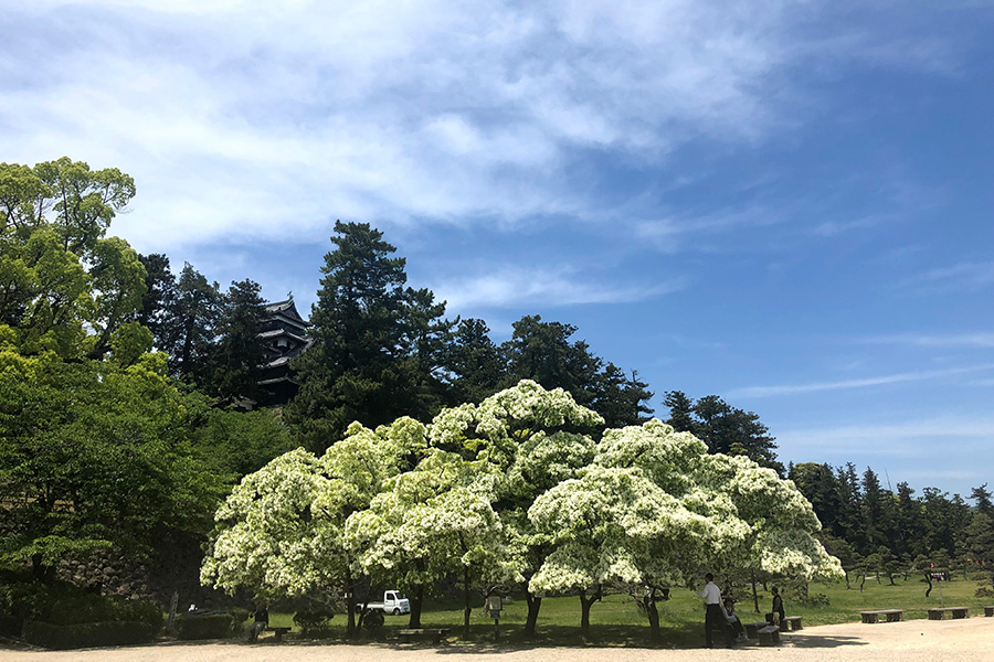 島根県 春の絶景 風物詩4選 まるで春の雪 樹木を覆う白い花 いつか行きたい 日本にしかない風景 再発見