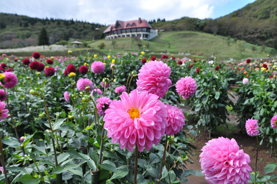 秋田国際ダリア園 日本のみならず世界でも高く評価 美しきダリアの花畑に行ってきた 写真 34枚目