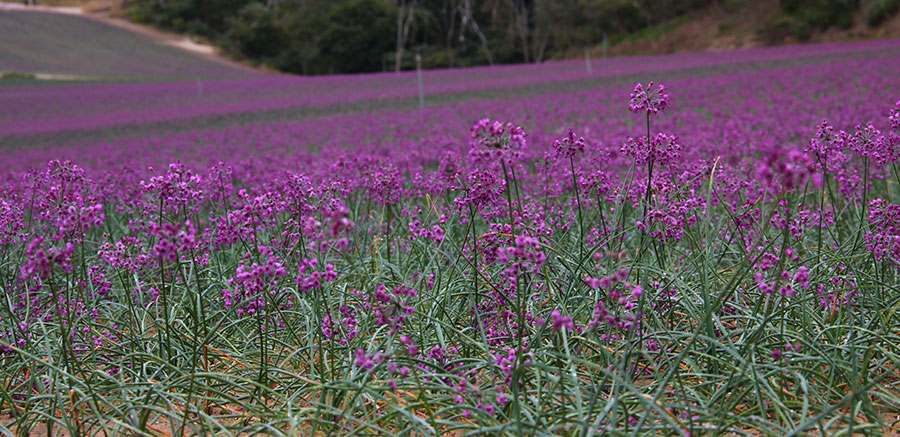 鳥取県 秋の絶景 風物詩5選 砂丘を彩る紫色のらっきょうの花畑 いつか行きたい 日本にしかない風景 再発見