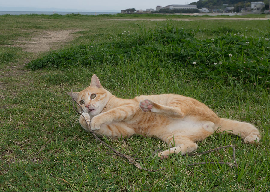 猫を可愛くイキイキと撮るコツは プロカメラマンが教える簡単テク １ 佐々木まことの犬猫脱力写真館