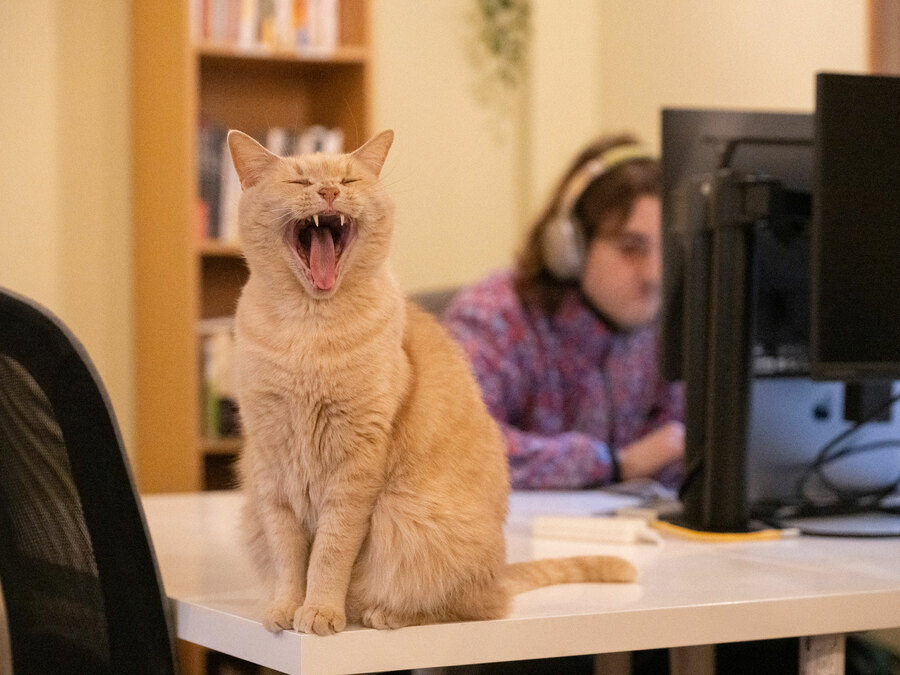 “仕事中、猫に邪魔されたい”願望を満たしてくれる保護猫ワークスペースに潜入！ 人懐っこい猫たちが想像以上に邪魔してくれて大満足