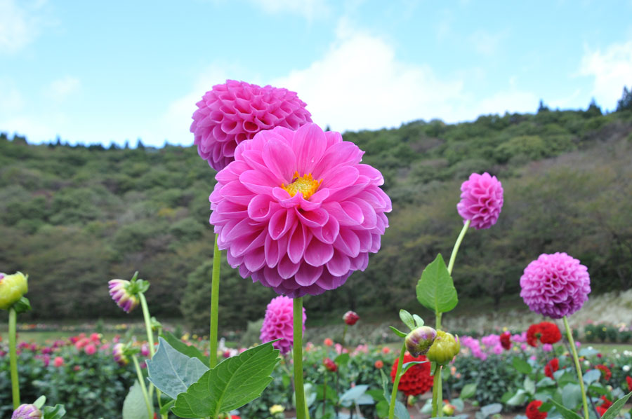 秋田国際ダリア園 日本のみならず世界でも高く評価 美しきダリアの花畑に行ってきた 写真 31枚目
