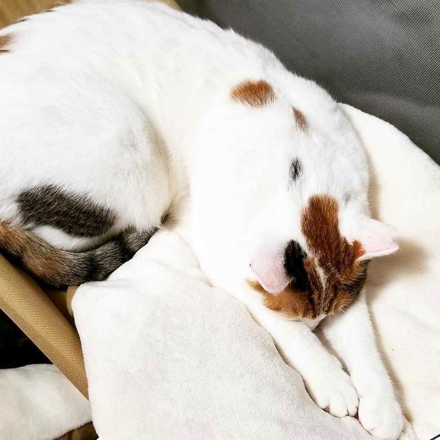 Crea猫フォト募集 全部載せます 猫の日にかわいいグランプリ発表予定 Crea編集部主催 かわいいニャンgp Crea猫フォト募集 全部載せます 猫の日にかわいいグランプリ発表予定 Crea編集部主催 かわいいニャンgp