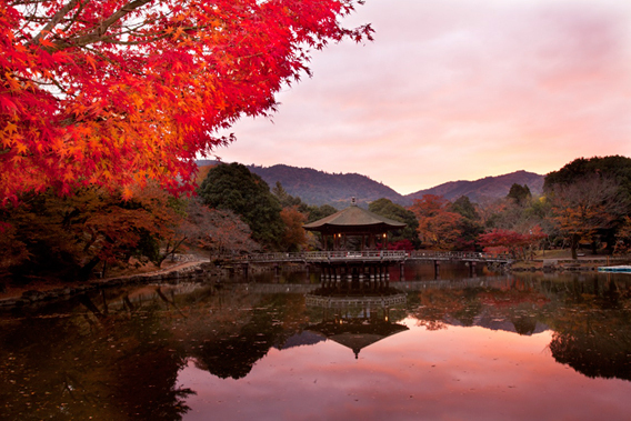 奈良の茜空と紅葉を映した鷺池にたたずむ浮見堂 今日の絶景