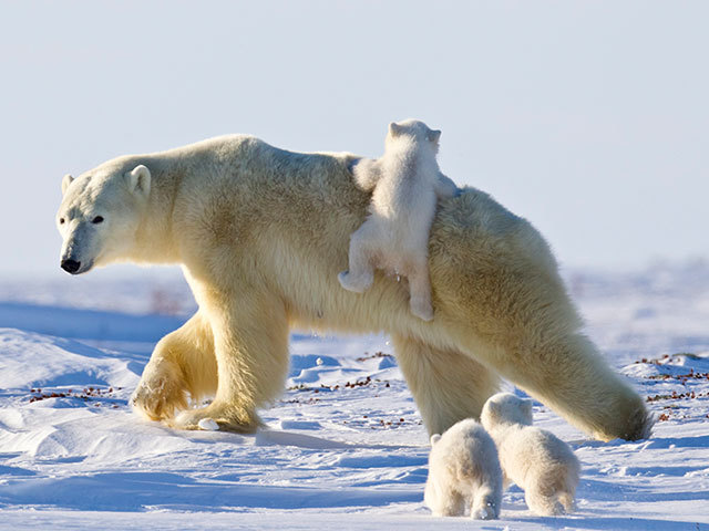ホッキョクグマの赤ちゃんたちの姿も 見ることができるカナダの国立