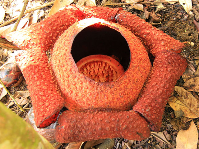 ボルネオ島の意外な場所で世界最大の花ラフレシアに遭遇！ | トラベル