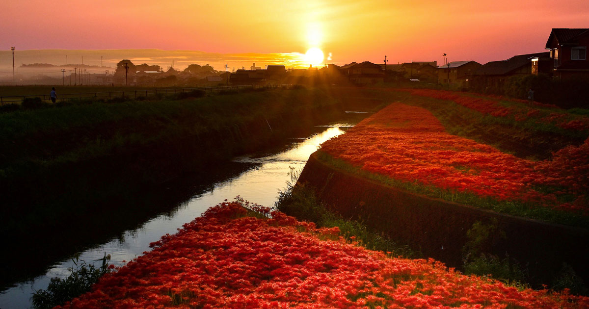 愛知県 2022年版】 秋の絶景・風物詩6選 童話の世界を再現した一面の
