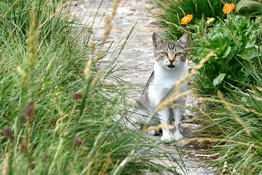 猫にはシックスセンスがある 猫の不思議にまつわる3つの話 猫脳がわかる