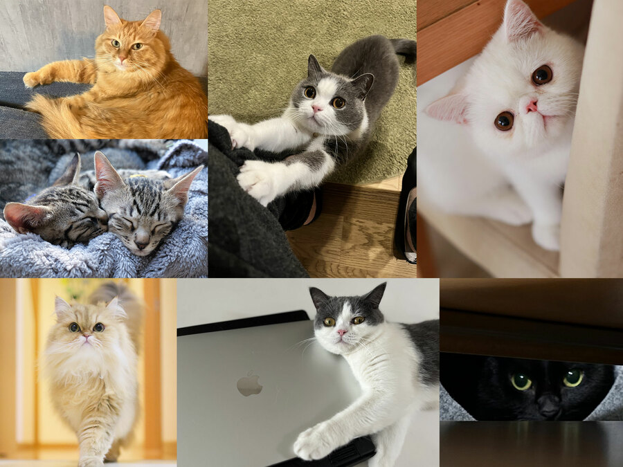 あなたの愛猫がTVデビュー!? CREA×ＢＳテレ東が今年もコラボ！「かわいいニャングランプリ2026」開催！【猫フォト＆動画大募集】