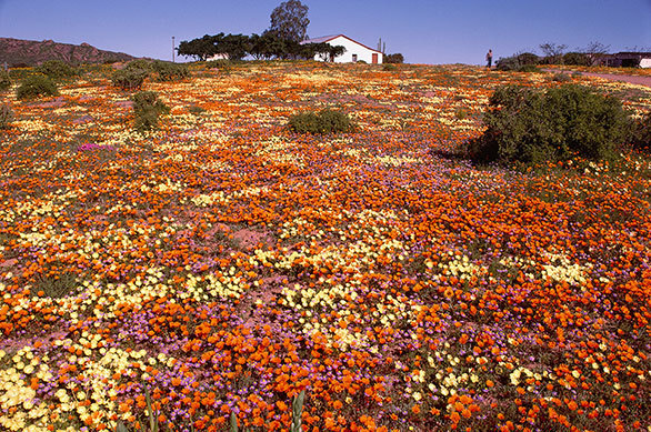 南アフリカの乾いた大地を覆う わずか数週間限りの春の花絨毯 今日の絶景