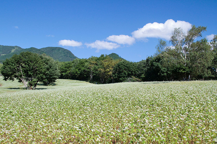 福島県 夏の絶景 風物詩5選 白い花の絨毯が広がる天空のそば畑 いつか行きたい 日本にしかない風景 再発見