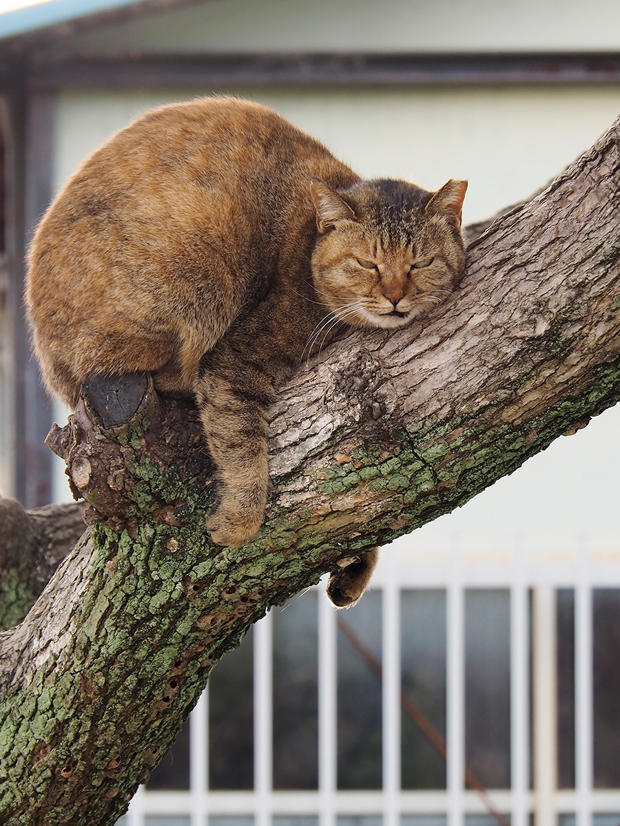 クスっと笑える猫画像60枚超 動物写真家による面白にゃんこ画像まとめ 佐々木まことの犬猫脱力写真館