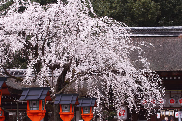 天皇や貴族がこぞって桜を奉納した平野神社は60種が咲き誇る桜の園