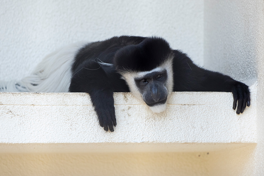 猛暑の旭川市 旭山動物園 可愛い動物親子 夏休み姿をレポート 可愛さと癒やしが盛りだくさん突撃 モフモフ動物園 写真 4枚目