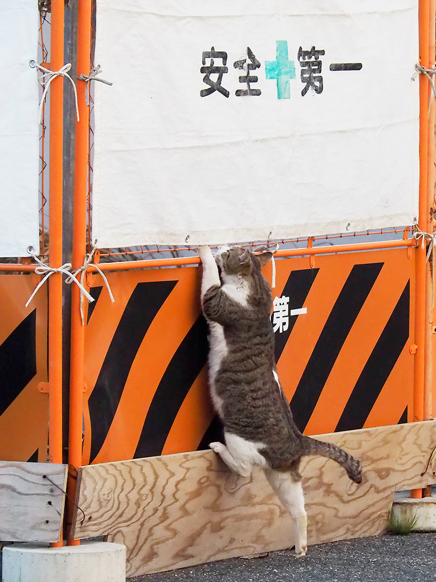 クスっと笑える猫画像60枚超 動物写真家による面白にゃんこ画像まとめ 佐々木まことの犬猫脱力写真館 写真 3枚目