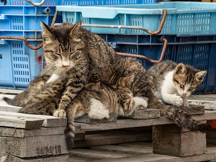 可愛い チビにゃんこの季節 が到来 大忙しの母猫は 休みが欲しいニャ 佐々木まことの犬猫脱力写真館