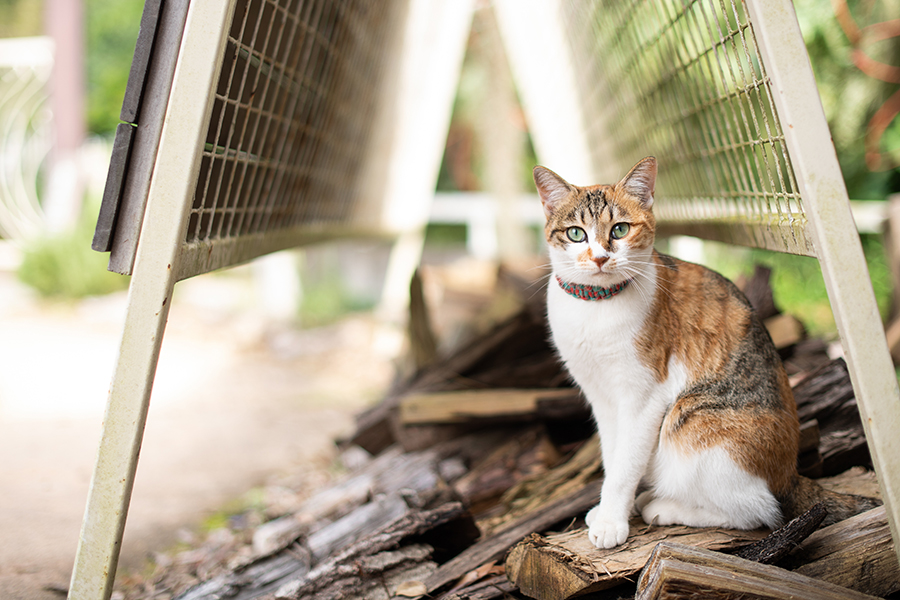 お茶目な動物たちと過ごせる ちょっと変わったグランピング 「ザ 