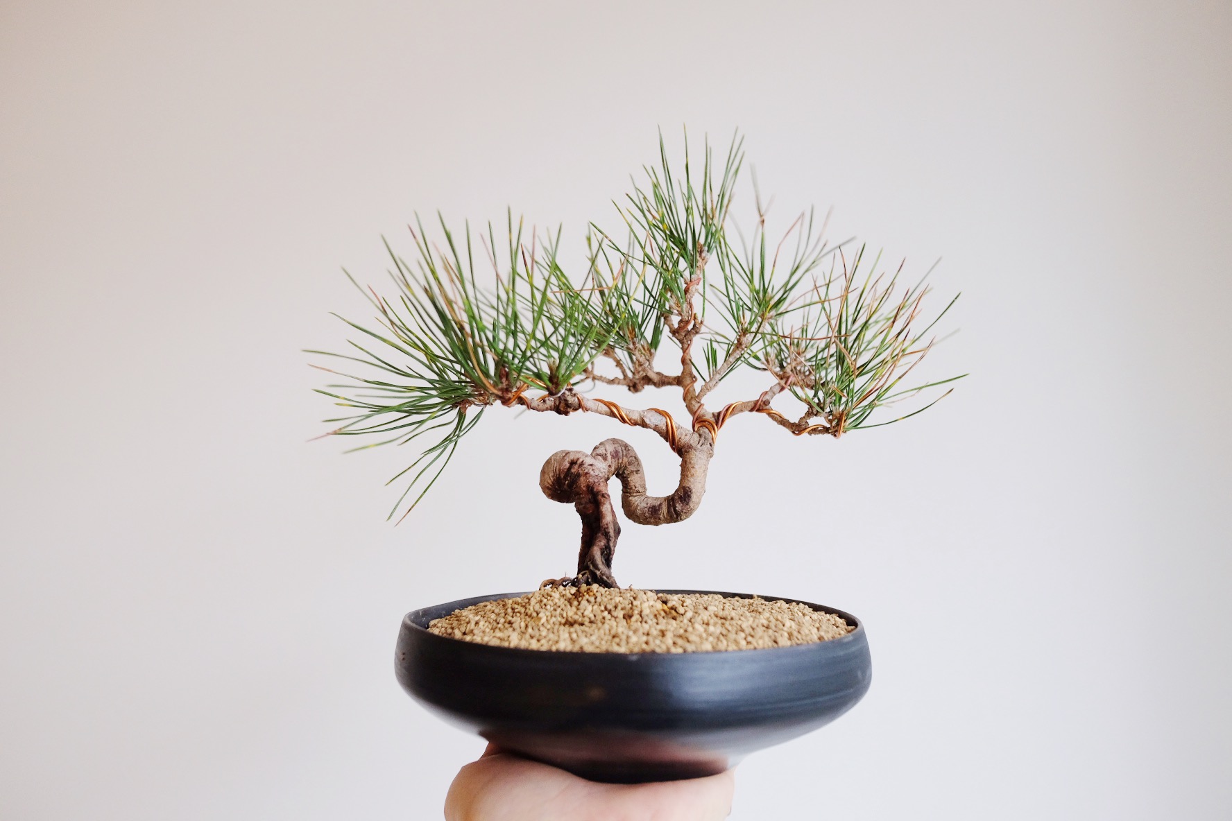 五葉松盆栽で作った箱庭 五葉松No.1 枝・棚を整える | 子育てパパ