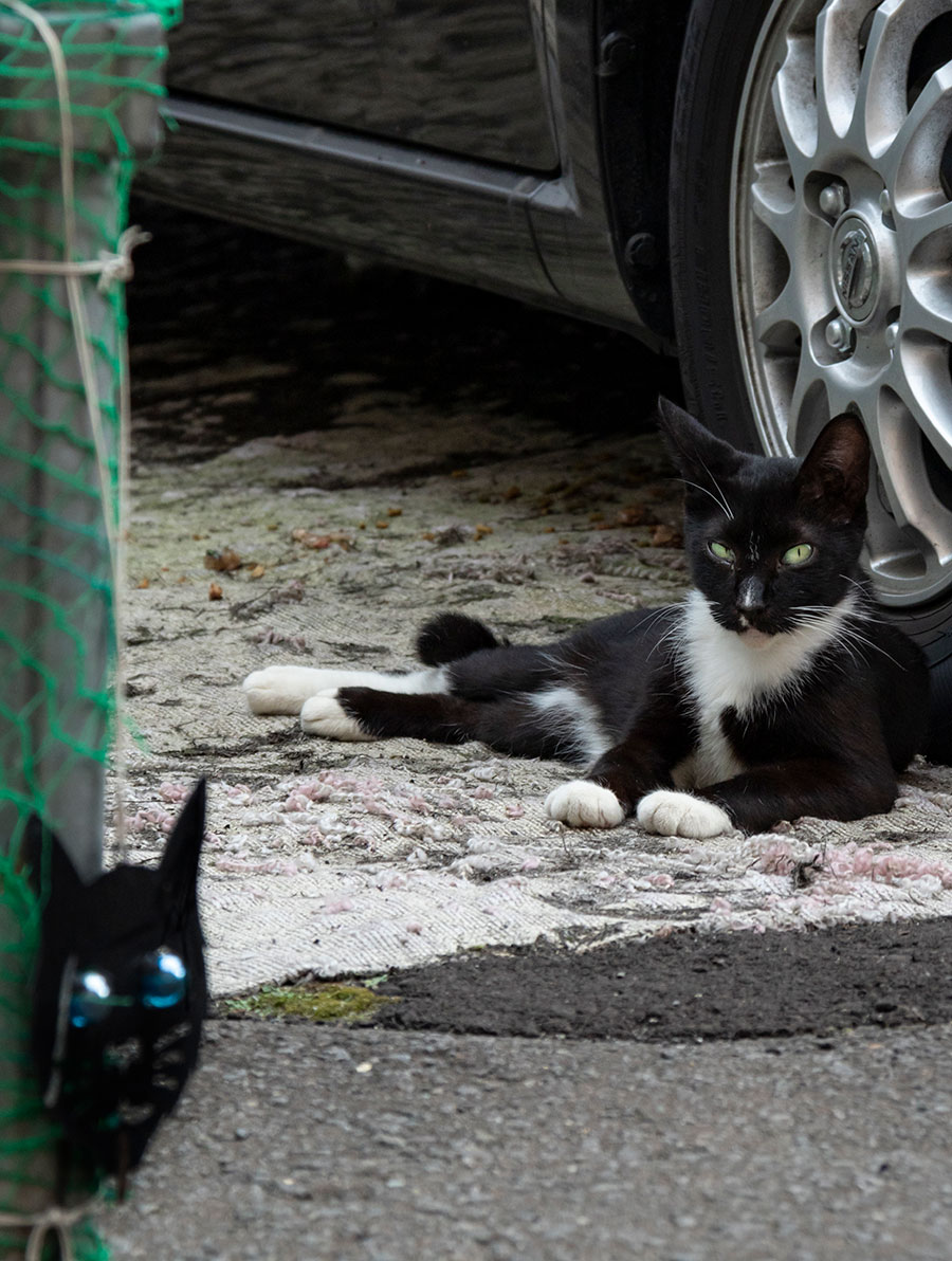 猫避け の前でどや顔の野良にゃんこ 表札 を付けてもらったのニャ 佐々木まことの犬猫脱力写真館