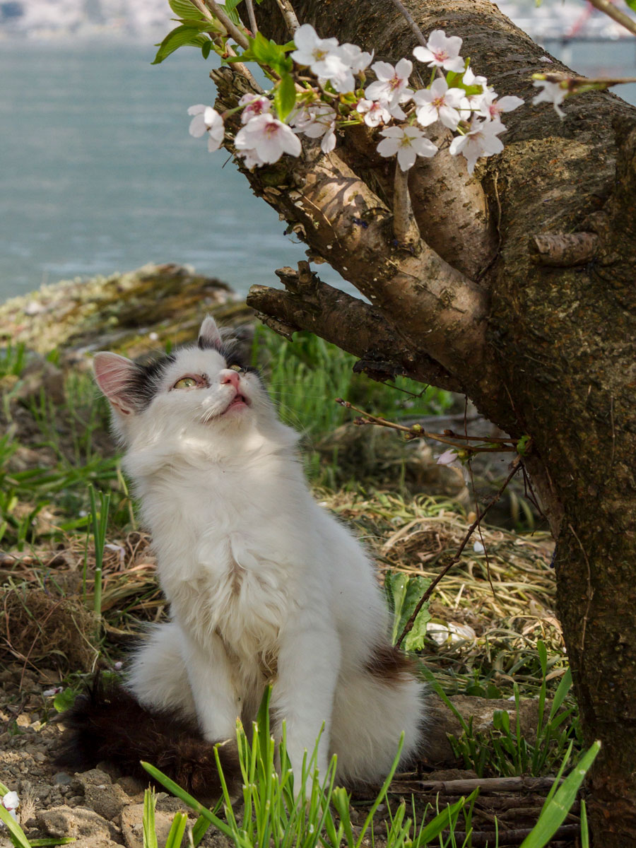 野良にゃんこも 桜の花 に興味津々 ニャ 綺麗な花が咲いてるニャ 佐々木まことの犬猫脱力写真館