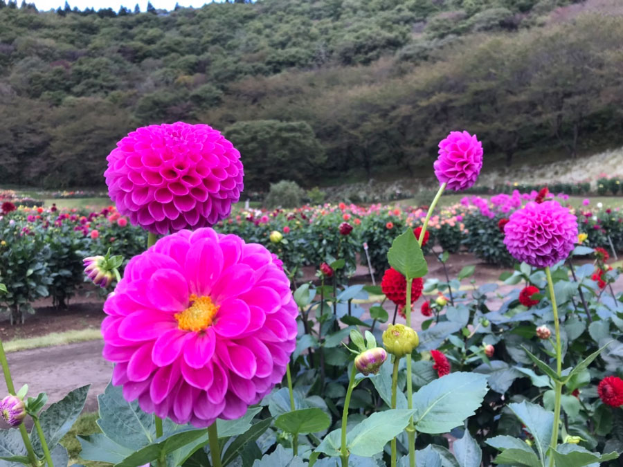 秋田国際ダリア園 日本のみならず世界でも高く評価 美しきダリアの花畑に行ってきた 写真 18枚目