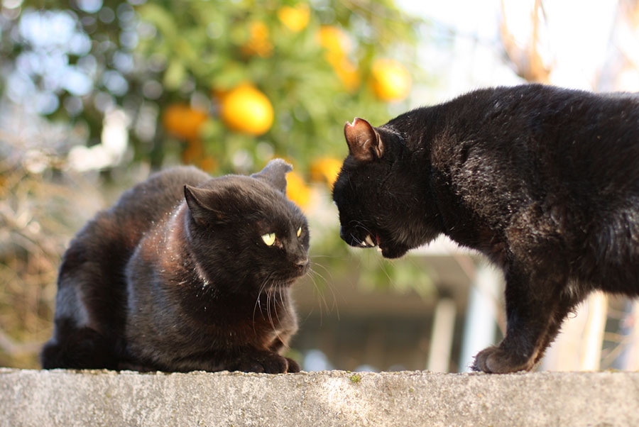 なぜ猫はパニックになりやすいの 猫脳のしくみを解き明かします 猫脳がわかる