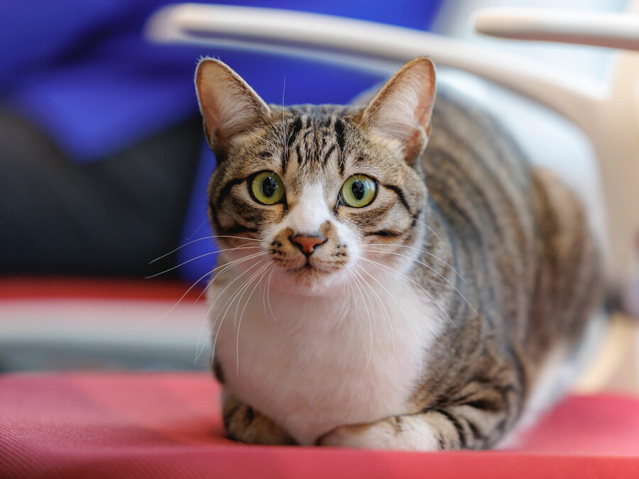 「会議中、発言しているような気も…」ロイヤルカナンに今日も元気に出社する猫・ドロンパくん《普段は甘えん坊、オフィスではお仕事モードに》