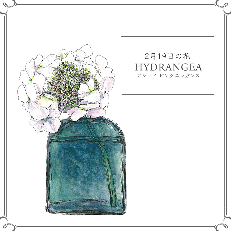 2月19日の花 ピンクエレガンス 群馬で誕生した 冬に咲く奇跡のアジサイ 今日 花を飾るなら ブルームカレンダー 2月19日の花 ピンクエレガンス 群馬で誕生した 冬に咲く奇跡のアジサイ 今日 花を飾るなら ブルームカレンダー