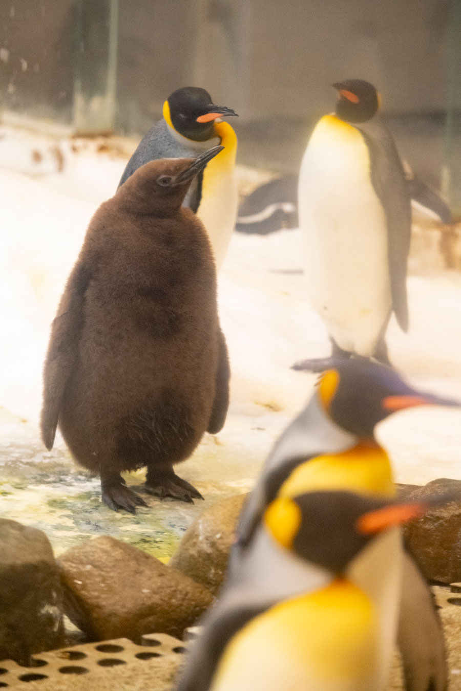 2ページ目 甘えんぼのベビーパンダにキュン 続々誕生 動物園の赤ちゃんたち