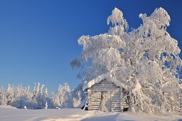 大地が凍てつくフィンランドの街では 観光客がトナカイ料理に舌鼓を打つ 今日の絶景