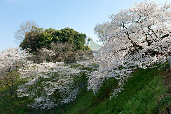 皇居の御濠端に咲き誇る桜並木 全国的に有名な名所 千鳥ヶ淵 周辺 都心の桜 散策とグルメを楽しむお花見ガイド